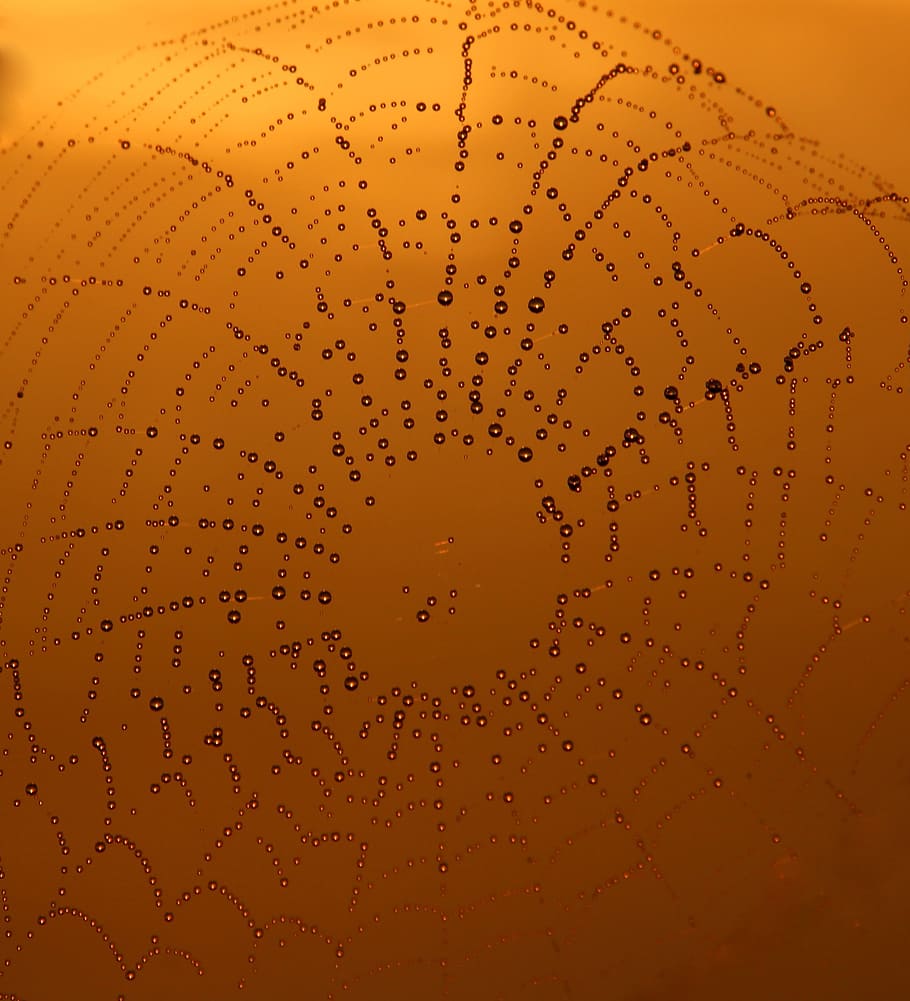 Spider Web, Dew, Sunrise, sky, place, drops, nature, yellow HD wallpaper