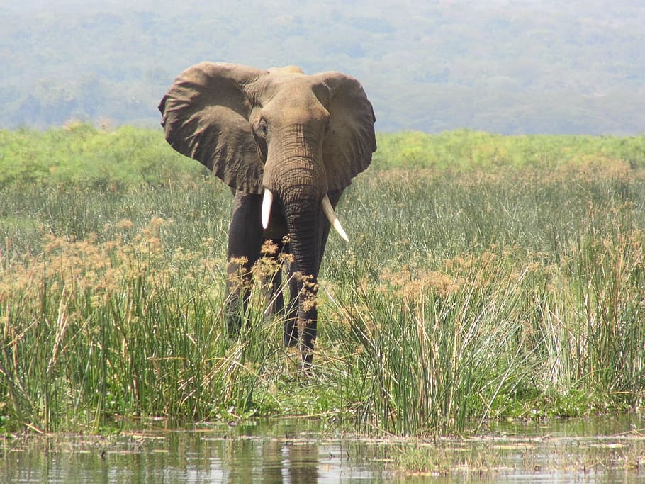 Elephant, Murchison Falls, Uganda, animals in the wild, animal wildlife HD wallpaper