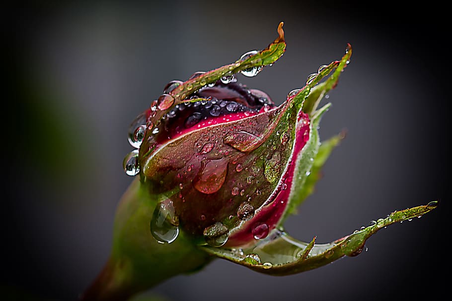 red and green flower, Drip, Raindrop, Wet, Garden, rose, white HD wallpaper