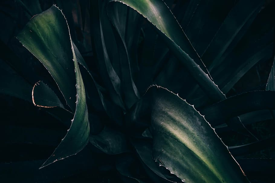 green succulent plant, leaves, leaf, green color, no people, agriculture, HD wallpaper