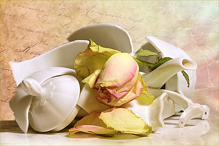 green and pink rose, still life, jug broken, withered rose, pink white, HD wallpaper