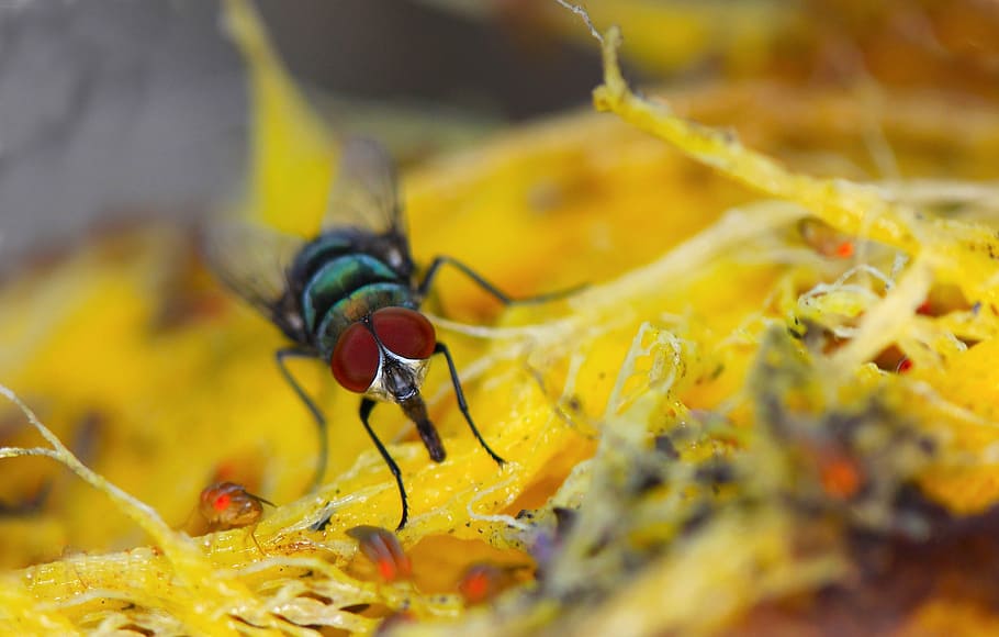 fly, macro, mango, insect, nature, bug, close, color, small HD wallpaper