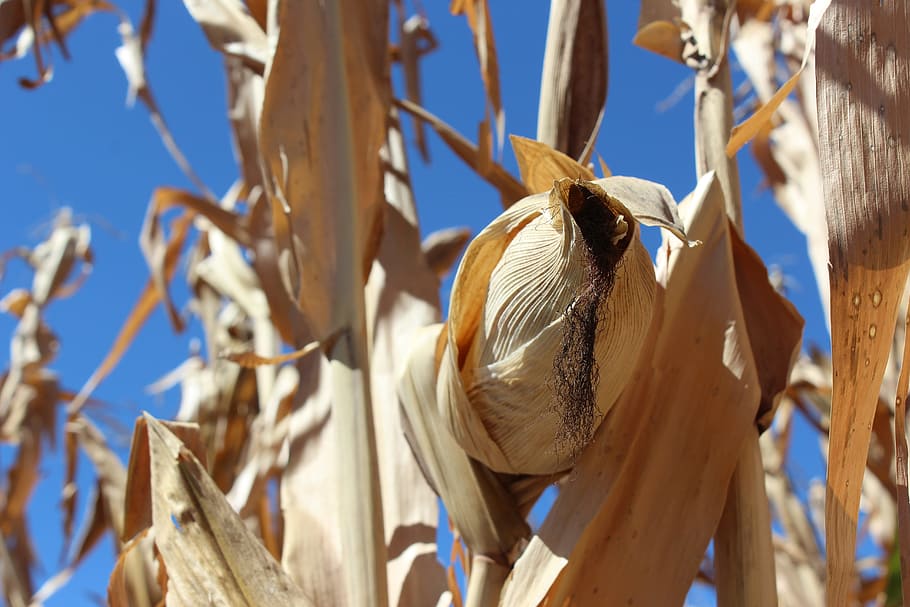 cultivation, corn, production, grain, sky, cornfield, focus on foreground HD wallpaper