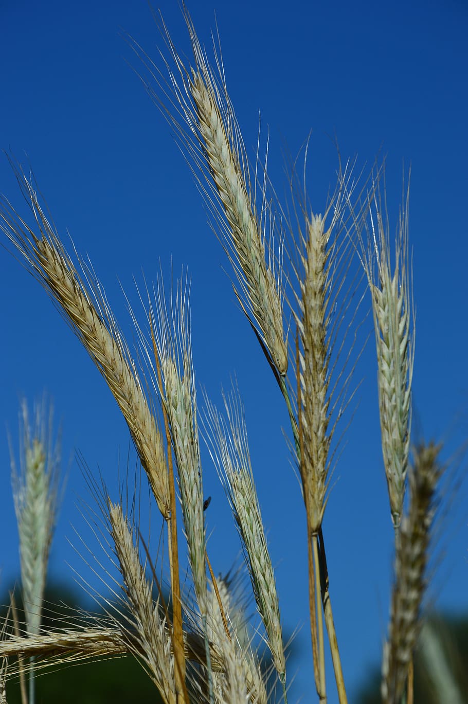 cereals, wheat, ear, summer, agriculture, cereal plant, crop HD wallpaper
