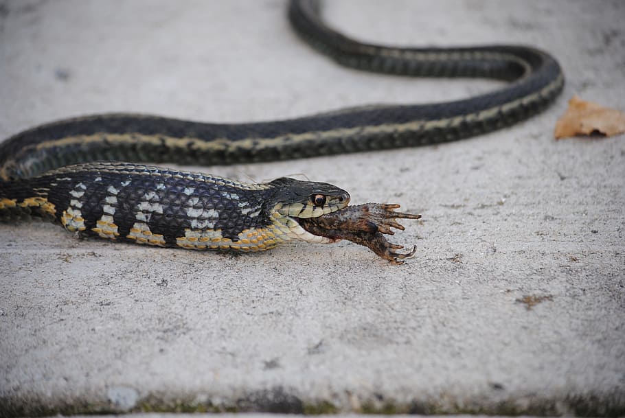 snake, frog, toad, death, breathe, choke, dinner, reptile, animal themes HD wallpaper
