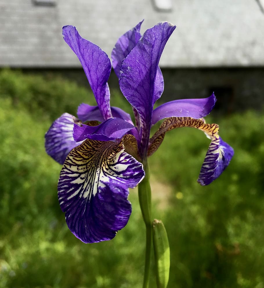 purple iris, flower, bloom, blossom, colorful, flowering plant HD wallpaper