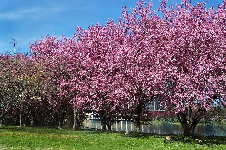 Hd Wallpaper Cherry Blossoms Lake Landscape Nature Spring Flower