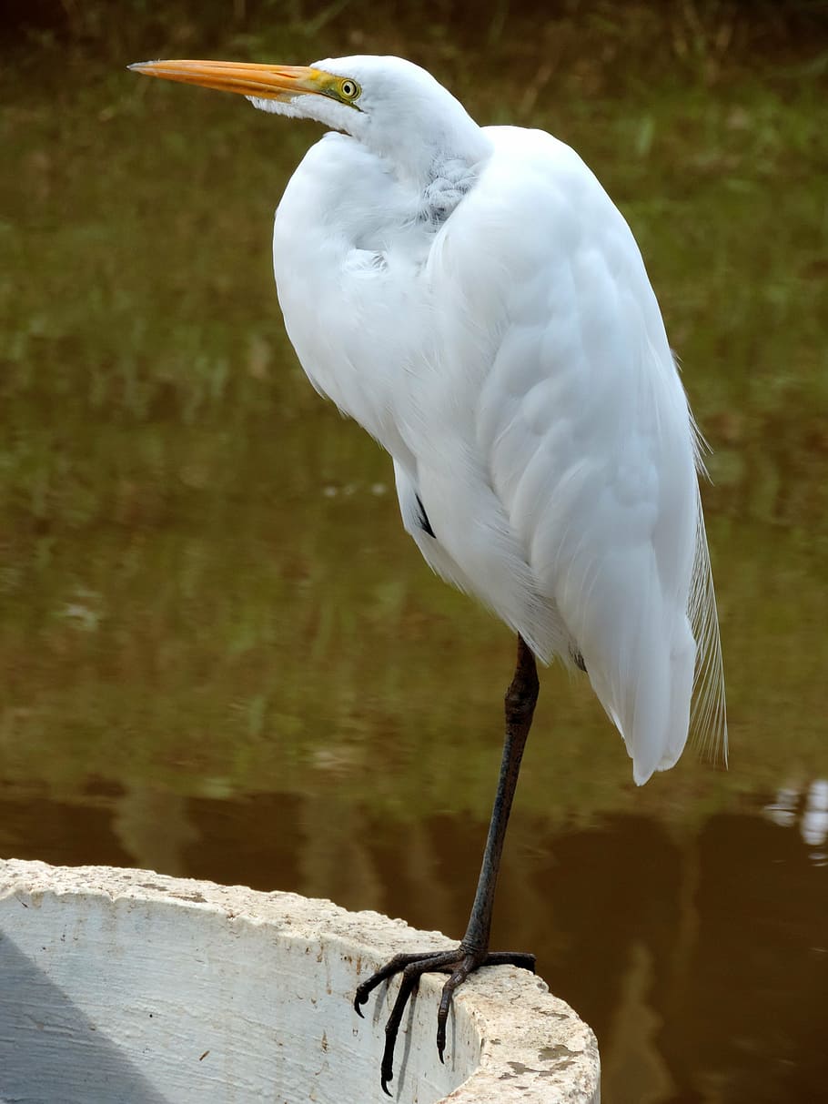 nature, heron, bird, animal, wildlife, egret, beak, animal themes HD wallpaper