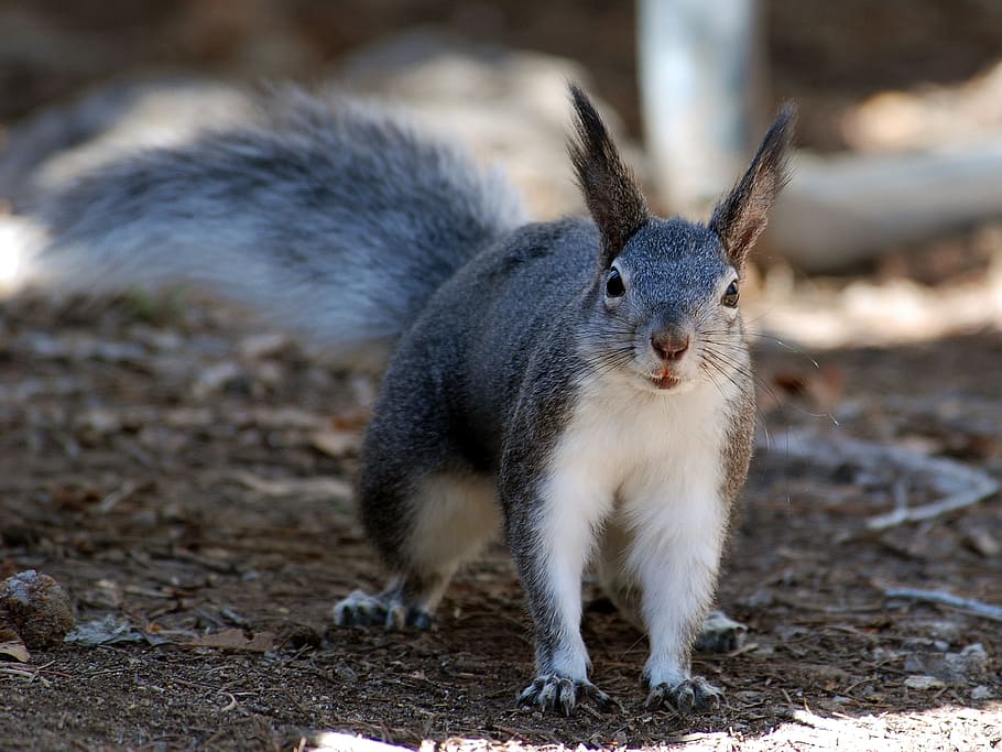 gray and white squirrel, animal, macro, close-up, nature, outside HD wallpaper