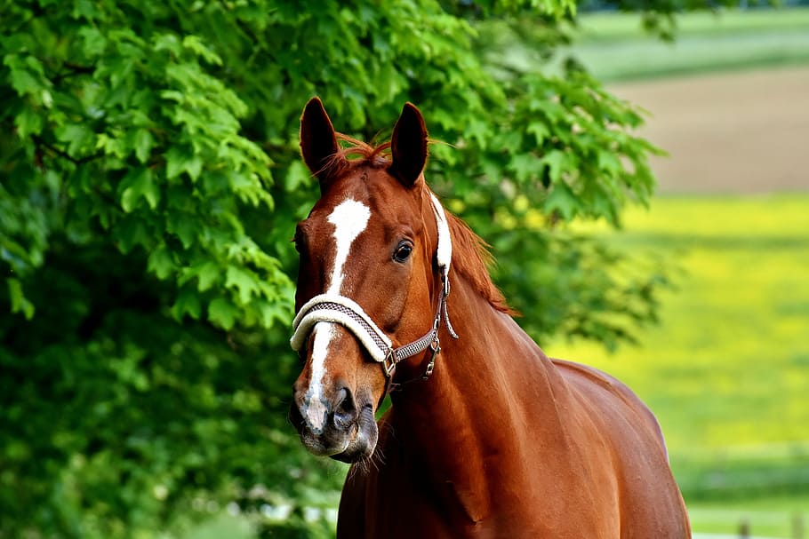 selective focus photography of brown horse, coupling, graze HD wallpaper