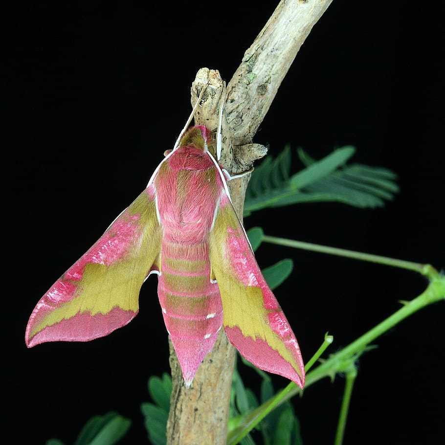 elephant sphinx moth perching on brown twig in close-up photography HD wallpaper