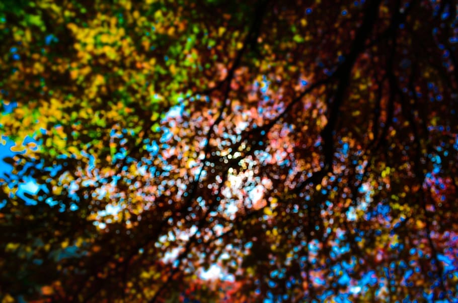 trees, leaves, nature, fall, autumn, colors, colours, backgrounds HD wallpaper