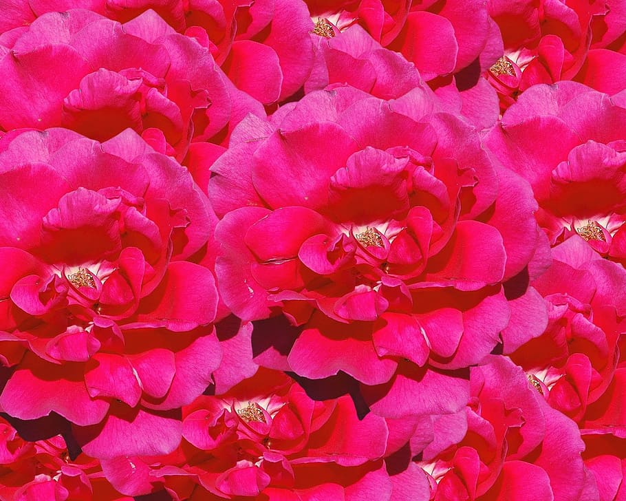 rose, flower, red, thorns, prickly, bloom, love, marry, marriage HD wallpaper