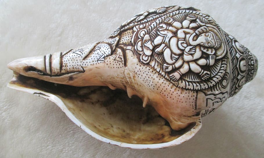 snail, shell, sea, snail shell, close-up, indoors, no people HD wallpaper