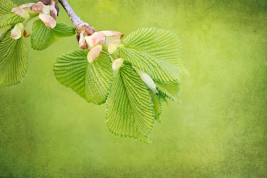 green leafed plant, branch, engine, leaves, spring, nature HD wallpaper