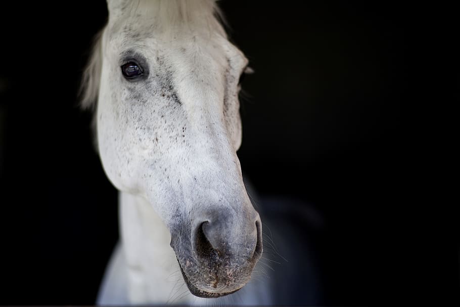white horse, Horse, Head, Animal, Portrait, Beautiful, eye, animal head, HD wallpaper