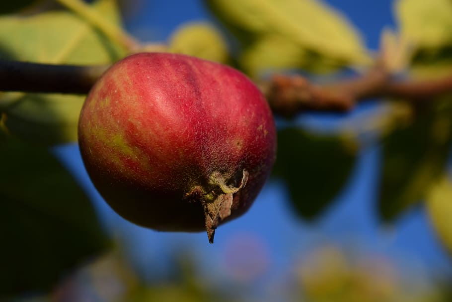 Apple Tree, Fruit, Tree, red, close, nature, food, immature HD wallpaper