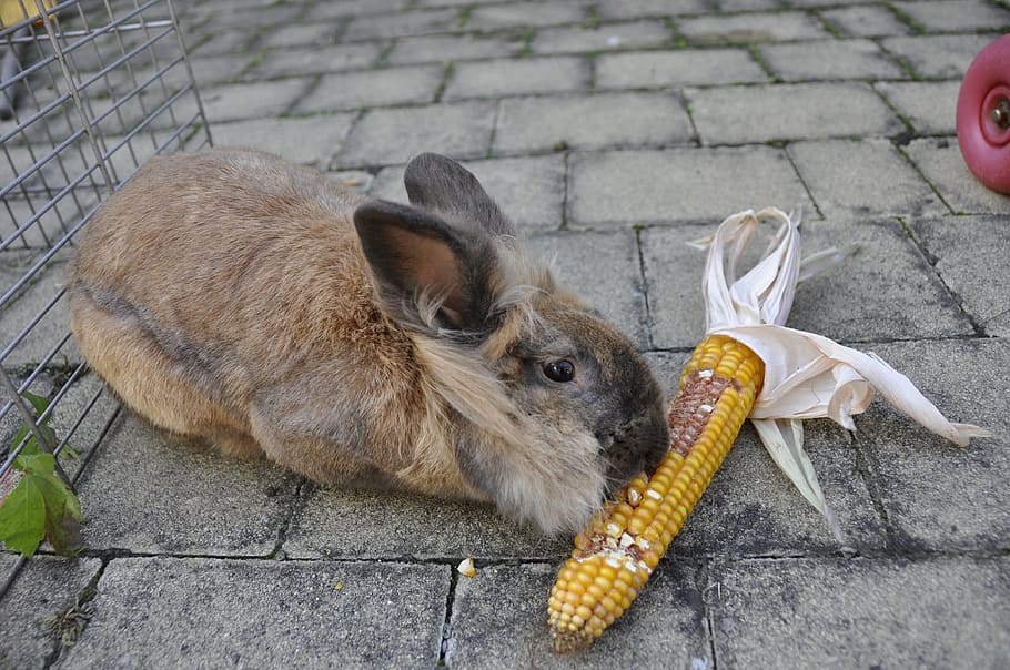 rabbit, corn, vegetables, animal, eat, mammal, one animal, animal wildlife HD wallpaper