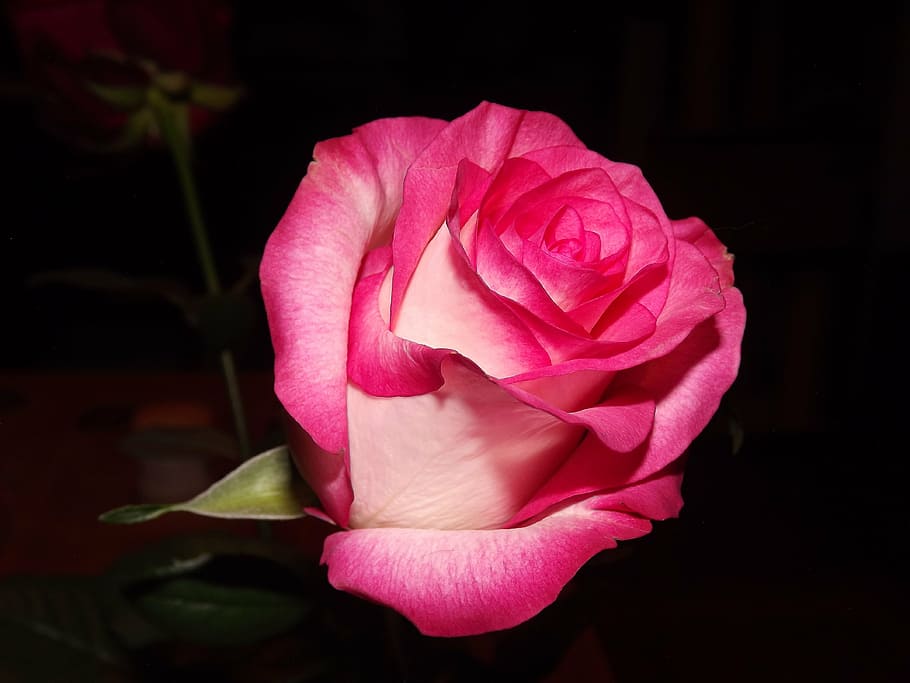 rose, white, nature, flower, flowering plant, petal, beauty in nature HD wallpaper