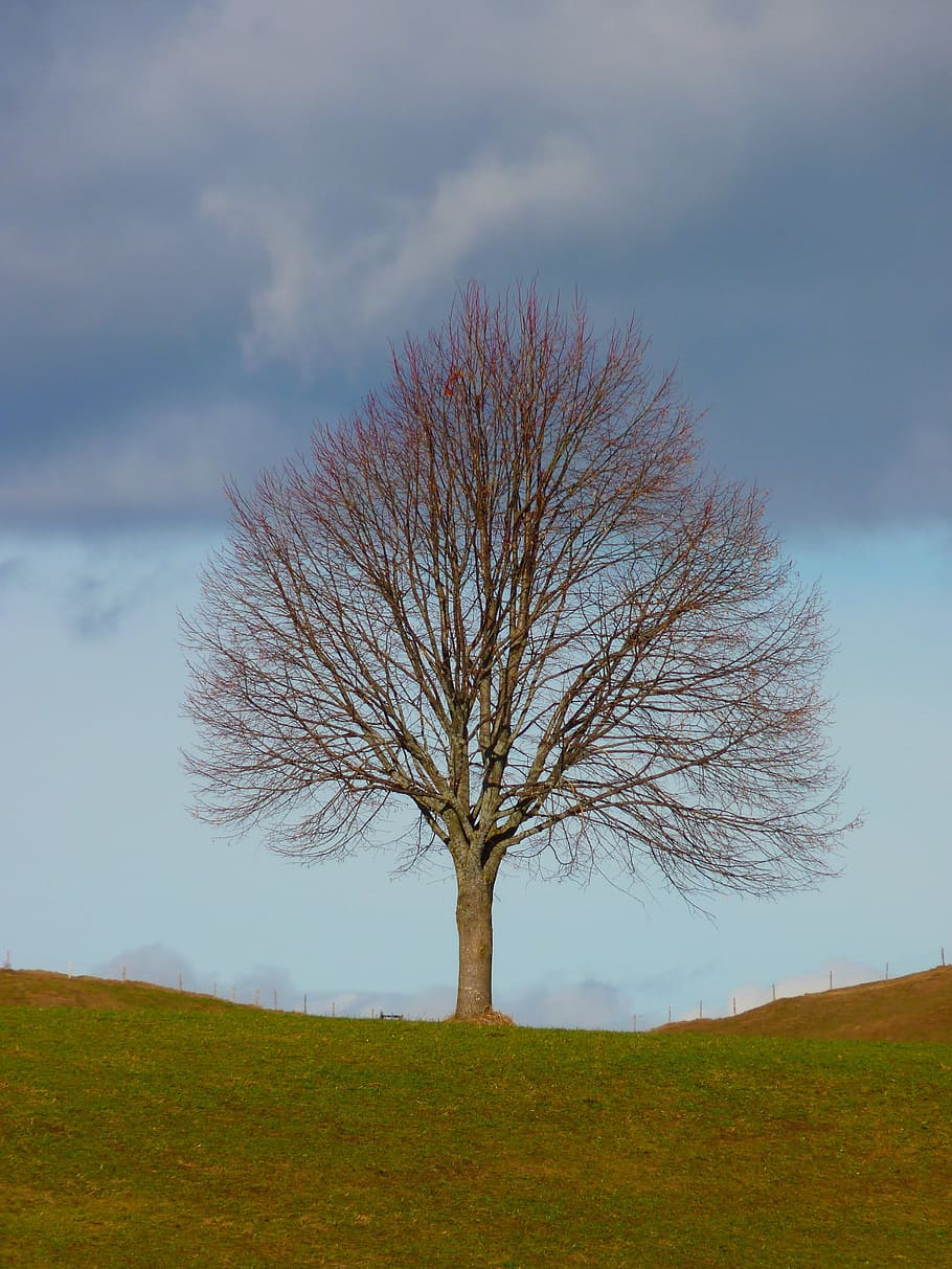 bare tree during daytime, Nature, Meadow, Sky, individually HD wallpaper