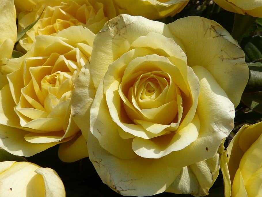 rose, macro, close, blossom, bloom, nature, flower, plant, petals HD wallpaper