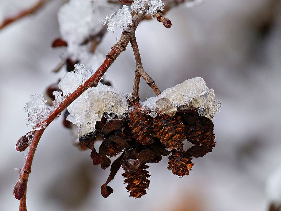 Tree, Fruit, Plant, Winter, Snow, Ice, branch, macro, close-up HD wallpaper