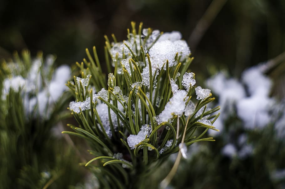 tree, conifer, winter, snow, needles, nature, pine, plant, environment HD wallpaper