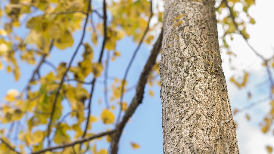 tree, leaf, leaves, yellow, nature, season, green, forest, natural HD wallpaper