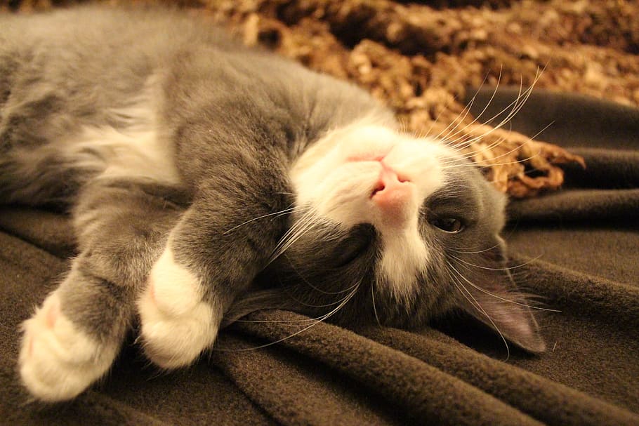 gray and white cat lying on gray textile, sleeping cat, rest HD wallpaper