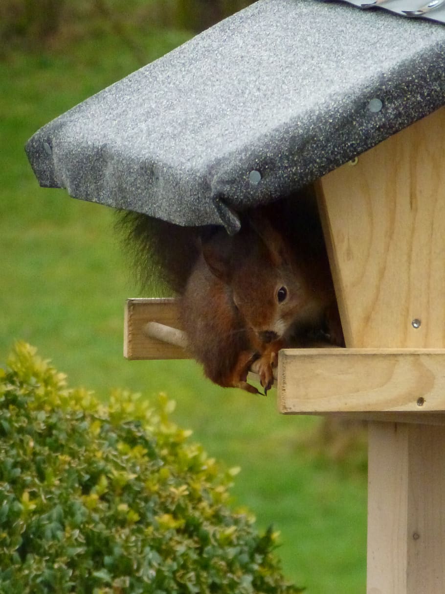 squirrel, aviary, animals, meal, animal themes, animal wildlife HD wallpaper