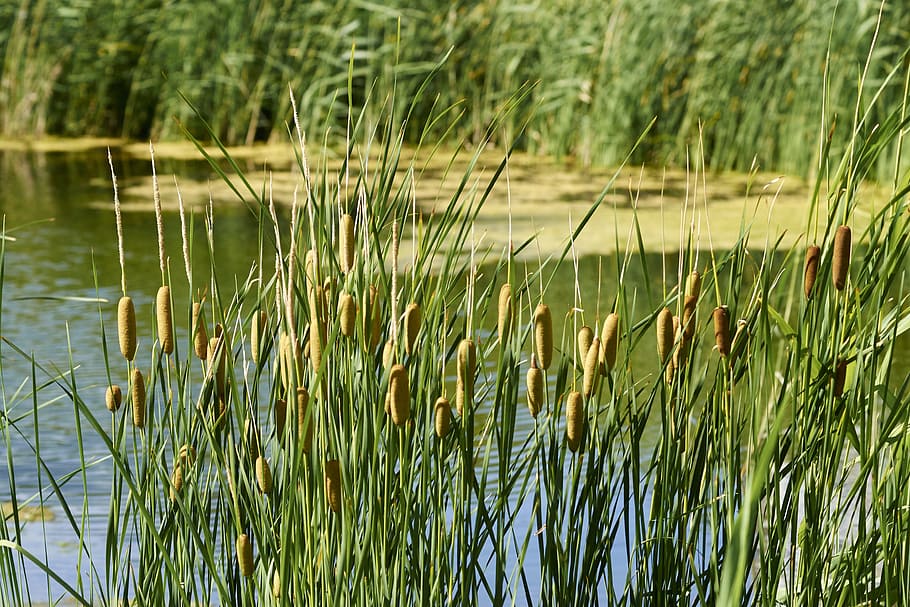 reed, nature, body of water, plant, summer, river, beach, lake, HD wallpaper