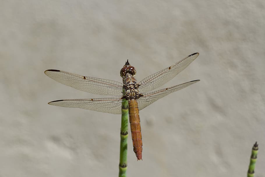 Dragonfly, Wings, Plant, Sol, Garden, insect, colorful, spring, HD wallpaper