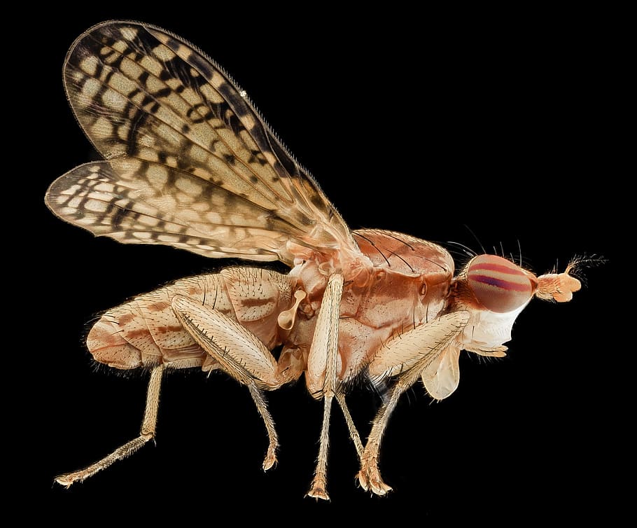 Marsh Fly, Insect, Macro, Mounted, wildlife, nature, bug, pyrgotidae HD wallpaper