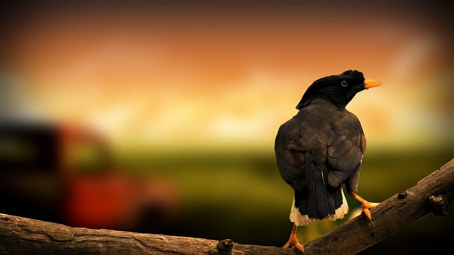 maynah, bird, creative, manyna, flying, wild, nature, wildlife HD wallpaper