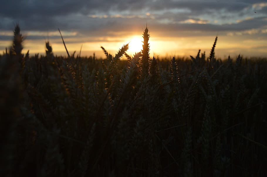 Landscape, Field, Grass, Nature, sky, hay, crop, wheat, cloud HD wallpaper
