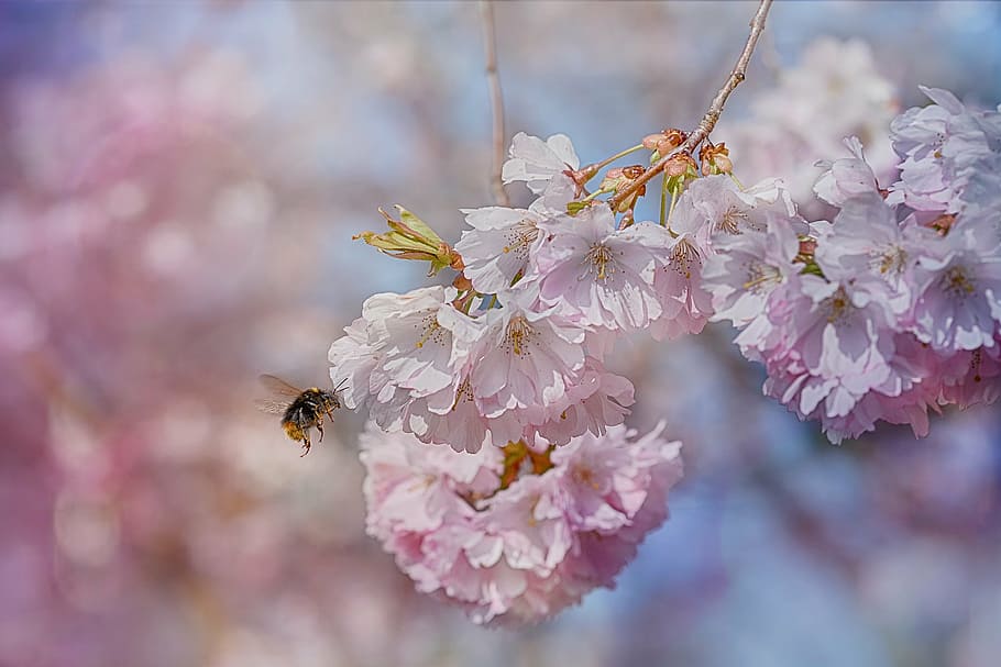 selective photography of bee flying near white petal flower HD wallpaper
