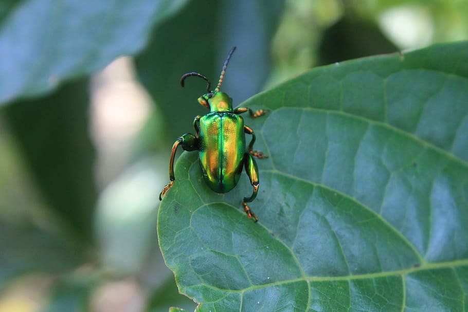 Green, Bug, Insect, Animal, green bug, leaf, green color, one animal HD wallpaper