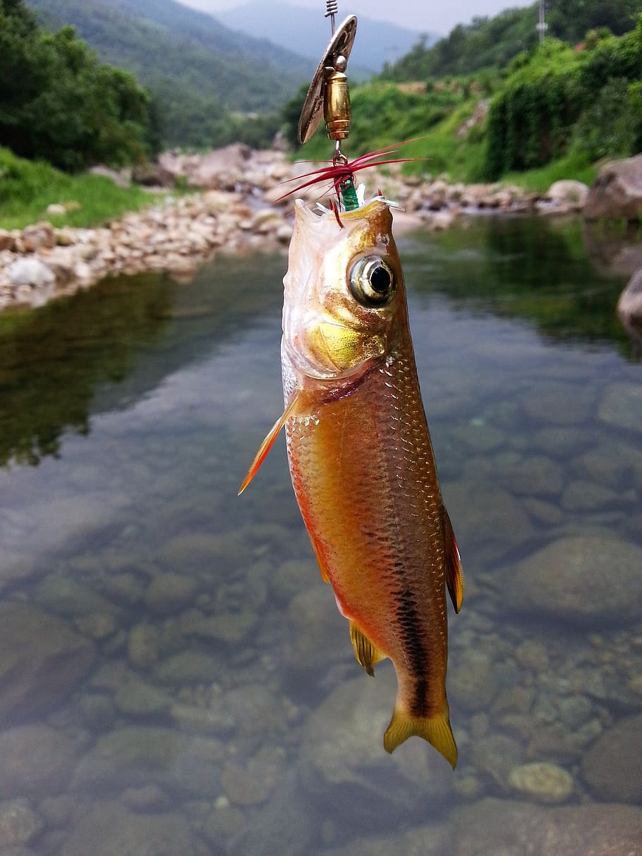 lure, valley, paradise city, hobby, fish, animal, vertebrate HD wallpaper