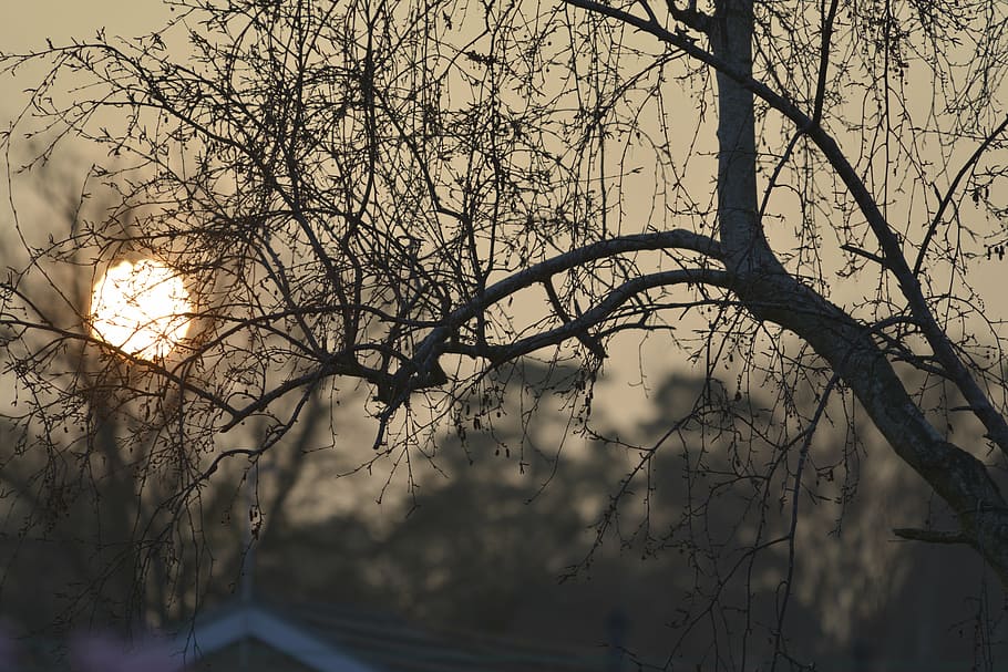 sun, setting, through, tree, plant, branch, bare tree, nature HD wallpaper