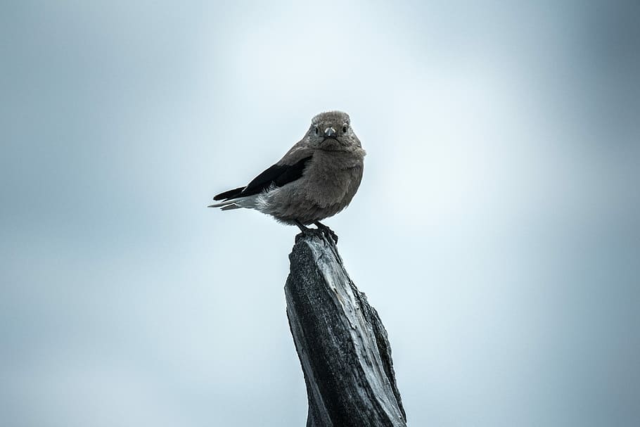 selective focus photography gray bird on branch of tree, gray bird perch on gray stone HD wallpaper