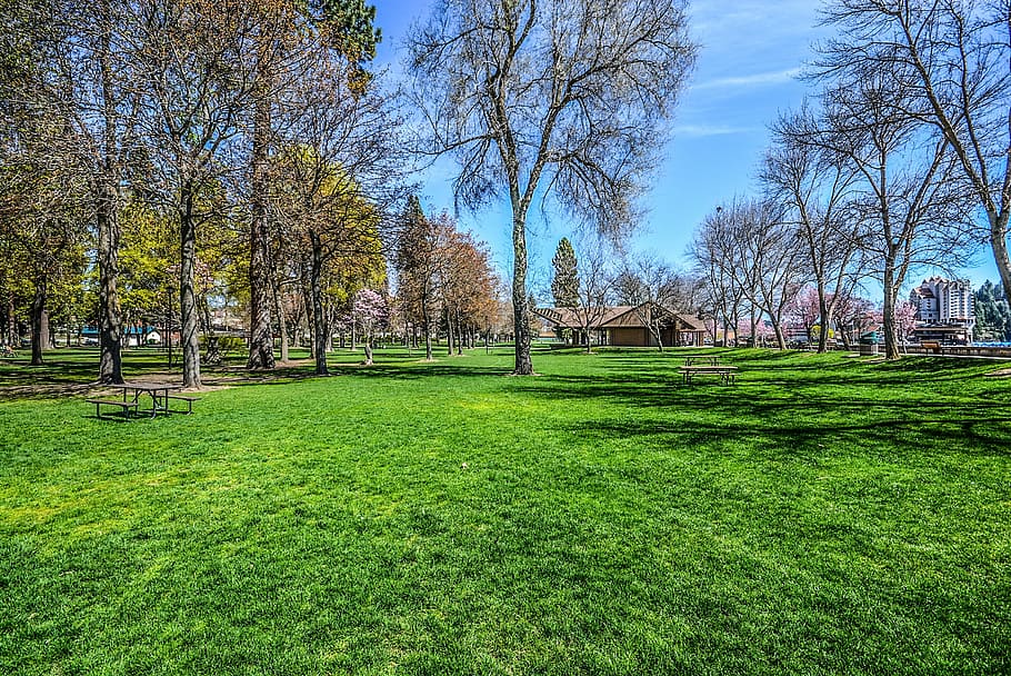 trees on green grass field during daytime, park, spring, resort HD wallpaper