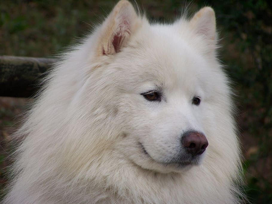 prince, samoyed, dog, one animal, animal themes, mammal, pets HD wallpaper