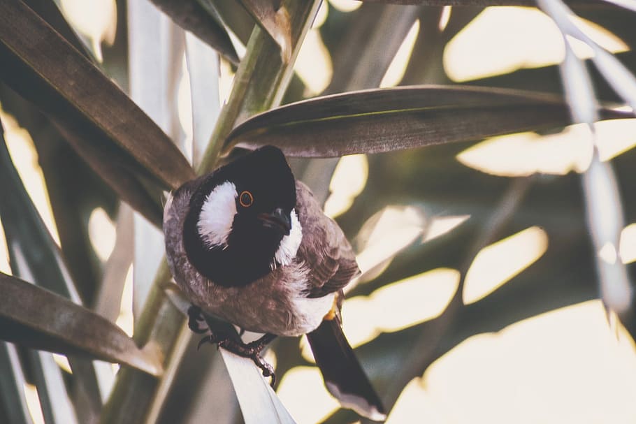 focus photo of brown and black bird, white and black bird on leaf HD wallpaper