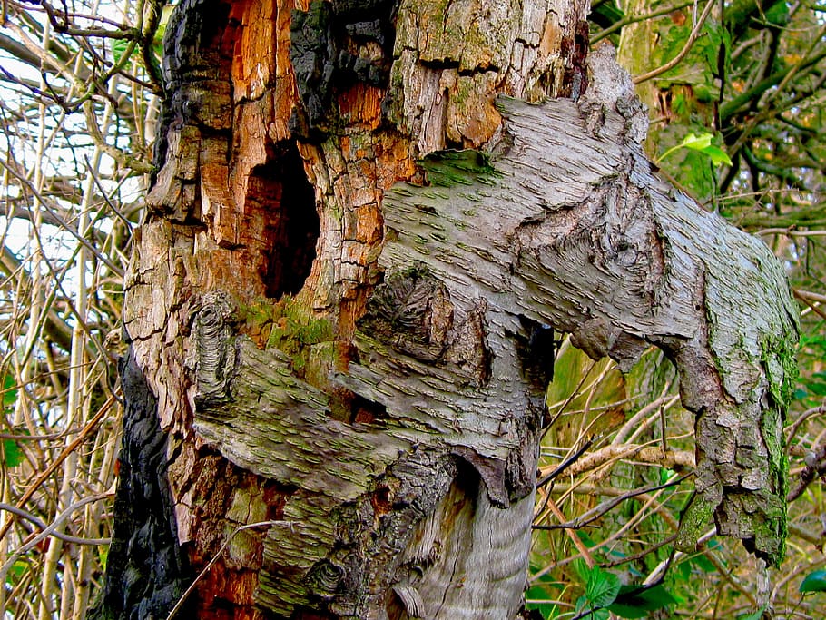 Tree, Bark, Tree Bark, Landscape, Trees, plants, forest, moss HD wallpaper