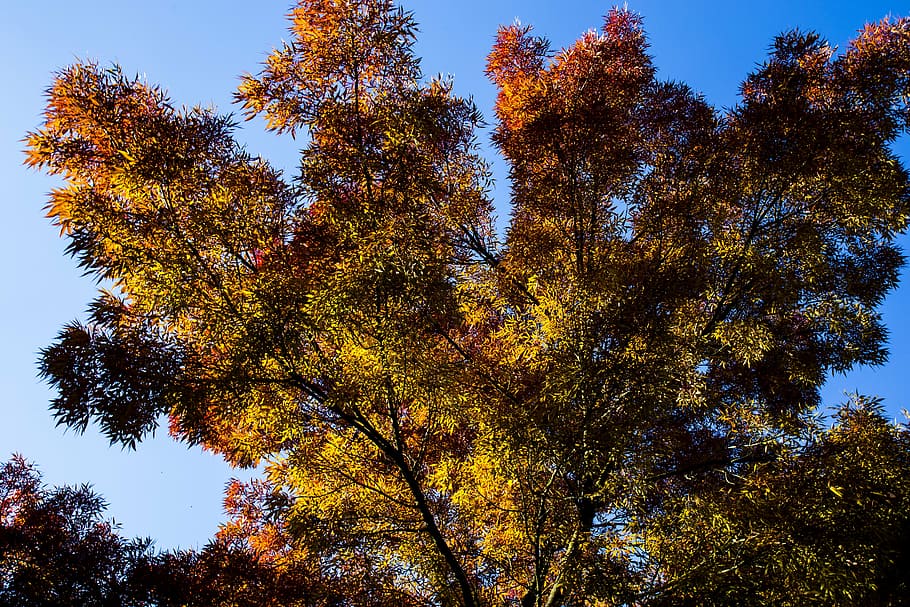 autumn, tree, nature, trees, forest, fall colors, branches HD wallpaper
