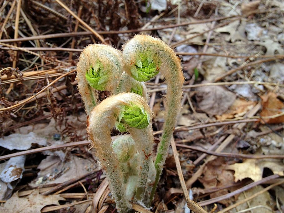 three green fiddlehead fern plants, ferns, bud, sprout, seedling