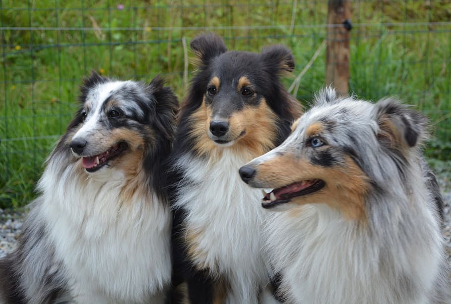 dog, dogs, shetland sheepdog, male tricolor, female blue merle, HD wallpaper