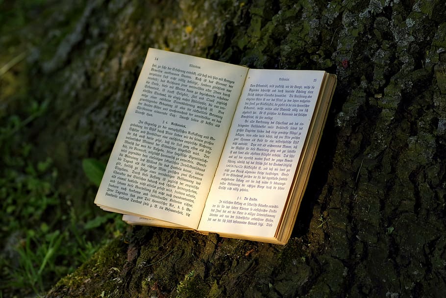 book, read, park, old, writing, gothic, tree, the sun, shadow HD wallpaper
