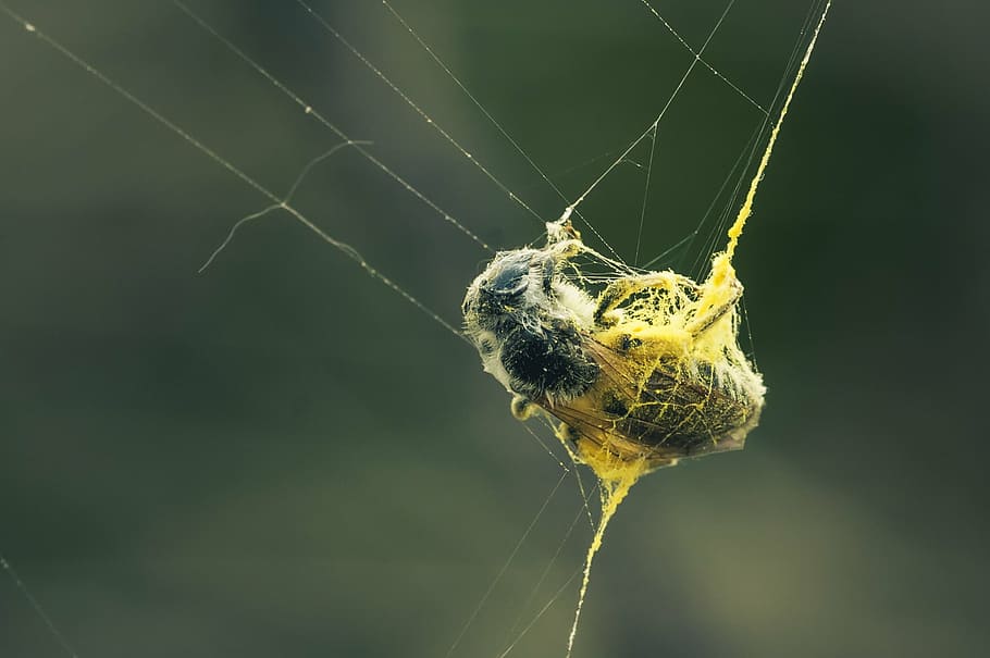 caught, network, dusted, cobweb, close, nature, insect, macro HD wallpaper