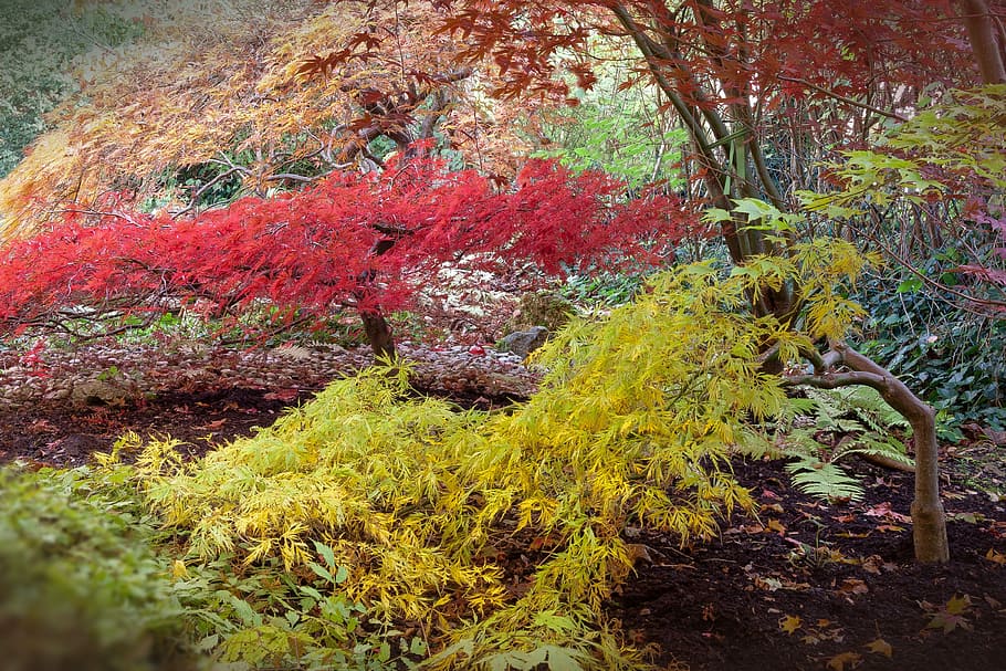 red, green, and brown trees during daytime, japanese maple, acer japonicum